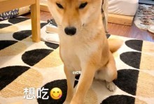 如何帮助幼柴犬克服不吃狗粮问题