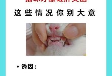 猫咪牙齿清洁的重要性（了解猫咪牙齿清洁的常见问题和解决方案）