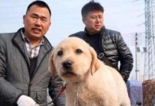 如何选择适合繁殖的种犬（以宠物为主，做出明智的选择）