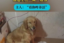 金毛生小狗的时间周期和注意事项（了解金毛生育周期，让小狗健康快乐成长）