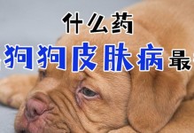 家庭常备这6种药品，轻松应对狗狗生病问题（一起保护爱宠健康，掌握这些必备药品）