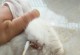 幼兔病（了解幼兔病的常见症状、保护你的宠物兔子）
