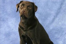 拉布拉多是否为大型犬？——揭秘宠物犬类身型（拉布拉多的身体特征及相关品种）