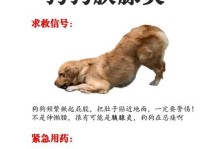 胰腺炎与狗狗的健康（了解胰腺炎的症状与治疗方式）