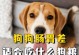 心脏病狗的饮食管理（以什么狗粮为主食最适合心脏病狗）