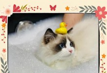 冬季宠物猫洗澡的频率（冬季猫洗澡的注意事项及正确方法）