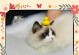 冬季宠物猫洗澡的频率（冬季猫洗澡的注意事项及正确方法）