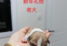 柯基狗怀孕周期及生产过程详解（了解柯基狗的怀孕周期和生产过程以做好繁殖准备）