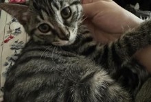 小猫的寿命有多长？（揭秘小猫寿命的关键因素和如何延长它们的生命）