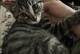 小猫的寿命有多长？（揭秘小猫寿命的关键因素和如何延长它们的生命）