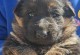 如何挑选健康的德牧幼犬（识别标准及关键提示）