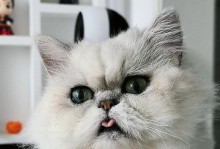 猫咪的舌头（探索猫咪舌头的奇妙之处）