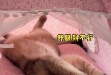 猫咪腋下痒，挠还是不挠？（探究猫咪腋下痒的原因与正确的处理方法）