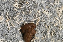为什么猫吃罐头软便？（探究猫咪喜爱罐头软食的原因）