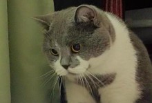 猫怀孕流产的症状及处理方法（探究猫咪怀孕时的明显症状和正确处理流产的方法）
