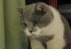 猫怀孕流产的症状及处理方法（探究猫咪怀孕时的明显症状和正确处理流产的方法）