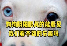 狗的异瞳现象（探索狗类中异瞳现象的原因和意义）