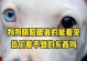 狗的异瞳现象（探索狗类中异瞳现象的原因和意义）