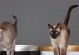 猫咪如何表达上厕所的需求（探讨猫咪上厕所的举动和沟通方式）