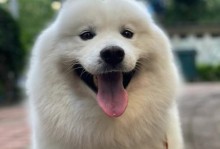 超级萌萌的狗狗——泰迪犬（可爱、聪明、忠诚，泰迪犬带给你无尽的欢乐与温暖）