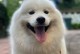 超级萌萌的狗狗——泰迪犬（可爱、聪明、忠诚，泰迪犬带给你无尽的欢乐与温暖）
