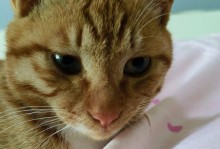 小猫嘴巴臭怎么办？解决方法大揭秘！（轻松解决小猫嘴巴臭的问题，让您的猫咪再次散发清新的气息）