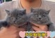 英短蓝猫与其他猫种的配种——探索新的猫咪品种（与英短蓝猫交配）