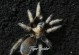 黑色蜘蛛——神秘而危险的生物（探索黑色蜘蛛的品种特征及生活习性）