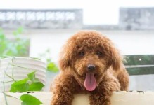 诱使泰迪狗的叫声，揭示隐藏在宠物心灵中的需求（研究发现泰迪狗叫声引发注意力的神奇效果）