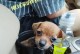 探寻小鹿犬的微小身材之谜（揭秘这个近代画作中常见的小狗种类的身体尺寸和特征）