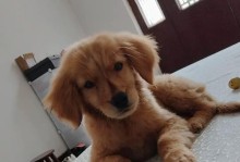 金毛宝宝两个月需要打哪些疫苗？（了解金毛宝宝最佳疫苗防护计划，为它的健康保驾护航！）