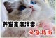 猫咪中毒后的专业护理（以猫咪消毒液中毒为例，让宠物恢复健康）