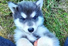 牧羊犬串串的特点（聪明、忠诚、勇敢——了解牧羊犬串串）