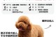 为何巨型贵宾犬饲养者稀少？（探索巨型贵宾犬的饲养挑战与魅力）