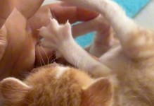 小猫长牙的时间和过程（了解小猫长牙，保持它们的口腔健康）