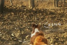 边牧的饮食要求及营养需求（了解边牧的饮食习惯，给它提供全面均衡的营养）