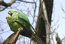 环颈鹦鹉饲养方法详解（如何给环颈鹦鹉提供最适宜的生活环境？）