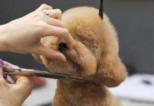 贵宾犬发型（探索贵宾犬的发型需求与发型频率）