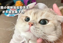 猫咪身上的异味（宠物的健康与舒适体验，主人必备的技巧）