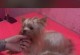 狗狗美容频率（照顾宠物外表的关键）
