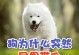 为什么狗不拉尿？（探寻狗狗不拉尿的原因及解决方法）