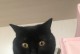 如何帮助宠物猫摆脱身上的黑色虫子？（有效的清除方法和预防措施，让你的猫咪健康幸福）