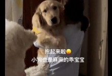 金毛狗狗吃奶的时长究竟有多久？（探寻金毛狗狗吃奶的时间以及相关注意事项）