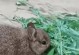 宠物兔子的繁殖季节（了解兔子繁殖季节，给宠物提供合适的繁殖环境）
