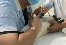 小猫早孕了怎么办？宠物爱好者必看！（了解小猫早孕的原因及应对措施，让你成为贴心的宠物主人！）