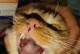 猫咪牙龈红肿的原因、预防和治疗方法（猫咪牙龈红肿的注意事项及关键提示）