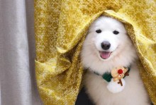 以萨摩生产间隔多久？（探讨以萨摩犬的繁殖周期和最佳产仔间隔）