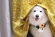 以萨摩生产间隔多久？（探讨以萨摩犬的繁殖周期和最佳产仔间隔）