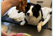 15kg狗粮能供应边牧多长时间？（以15kg狗粮供养一只边牧的经验分享）