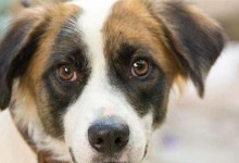 如何帮助宠物狗狗缓解咳嗽和流鼻涕？（狗狗咳嗽和流鼻涕怎么办？-）